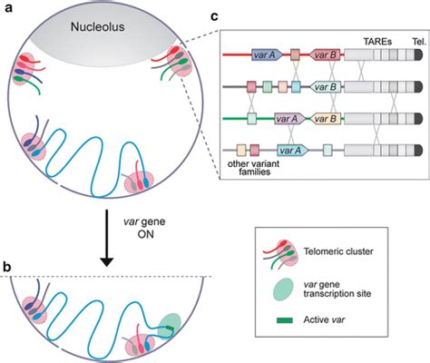 Schematic Representation Of Telomere Biology Telomeres And RDNA Are