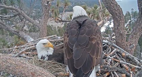 Bald Eagle In Big Bear Lays Second Egg As World Looks On - CBS Los Angeles