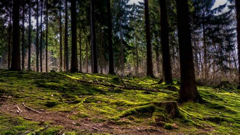 Hutan Lumut Mistik Foto Gratis Di Pixabay