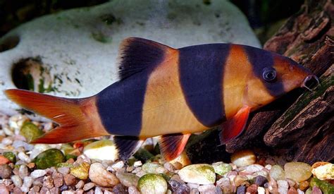 13 Best African Cichlid Tank Mates With Pictures Aqua Movement