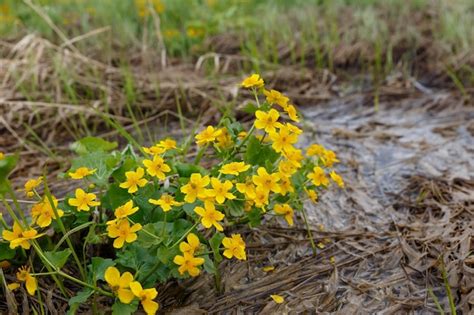 Premium Photo Marsh Marigold Caltha Palustris In Bloom