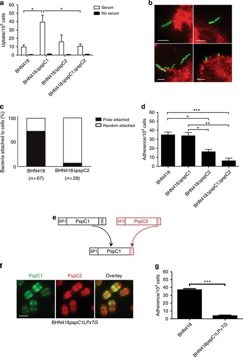 Pspc At Division Sites Protects Encapsulated Pneumococci From