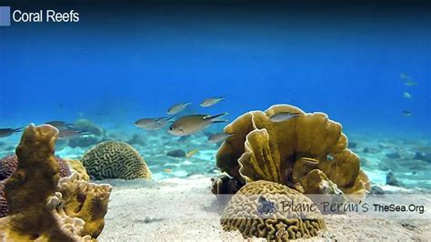 Ecosystem Services Of Coral Reefs • Blane Peruns Thesea Org