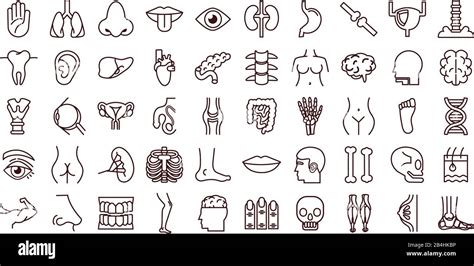 Human Anatomy Icons Parts Stock Vector Images Alamy