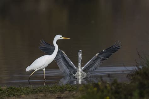 Héron Cendré et Grande Aigrette Le salut du vassal Patrice Dehant