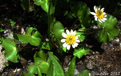 White Marsh Marigold Marsh Marigold Broad Leaved Caltha Elkslip