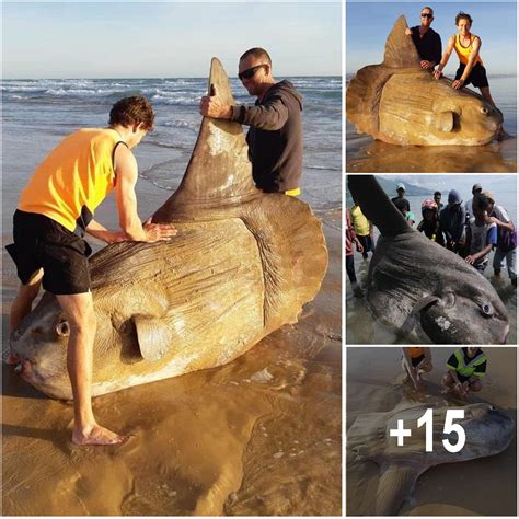 Giant Sunfish Washes Up On Australian Beach I Thought It Was A