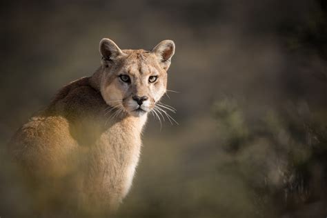 Patagonia Animals And Patagonia Wildlife With Quasar Expeditions