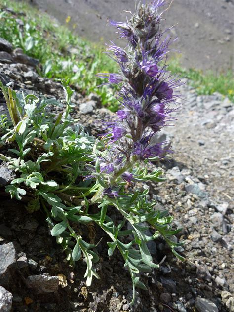 Leaves and stem - photos of Phacelia Sericea, Boraginaceae