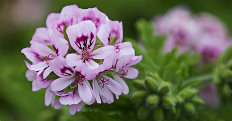 How To Plant And Grow Scented Geraniums Gardener S Path