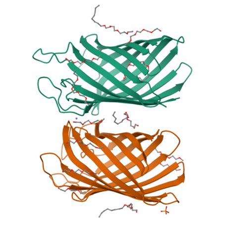 RCSB PDB 8XUA Oligogalacturonate Specific Porin From Vibrio Harveyi