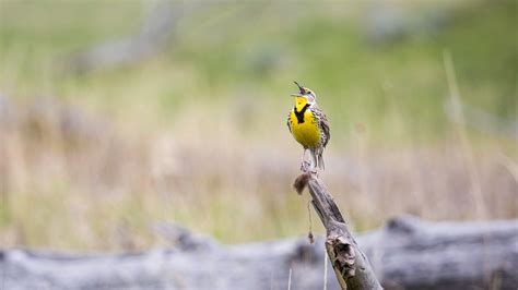 The Ultimate Guide to Yellowstone Wildlife Viewing - Cool Green Science