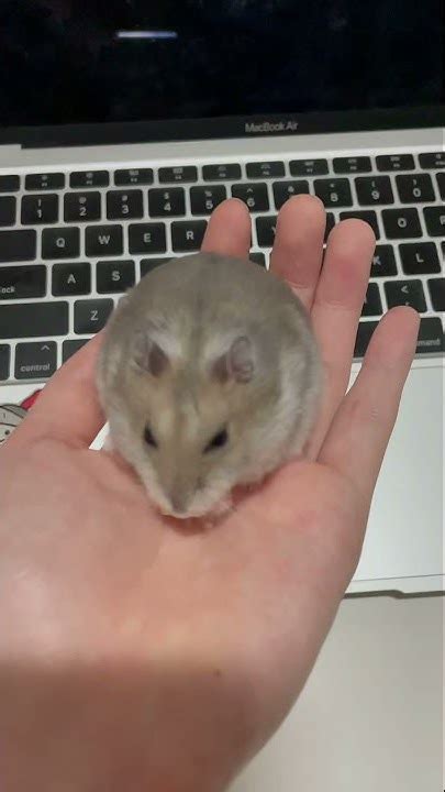 Cute Hamster Eating Cheese Youtube