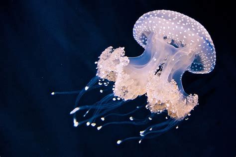 Jellyfish Dancing Phyllorhiza Punctata Meduse Photographie Predateur