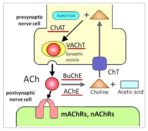 Ijms Free Full Text Multiple Roles For Cholinergic Signaling From