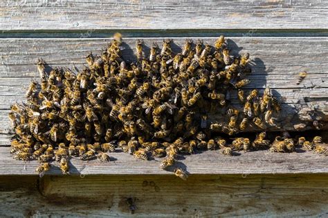 Abejas En La Entrada De La Colmena Primer Plano De Las Abejas