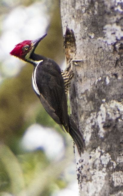 Guayaquil Woodpecker Owen Deutsch Photography