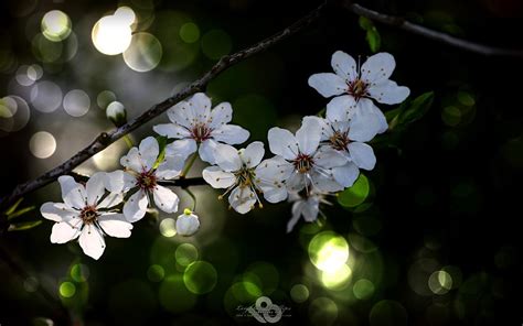 Foto Di Sfondo Minimalista Fiori Fiore Macro Fiorire Migliori Immagini