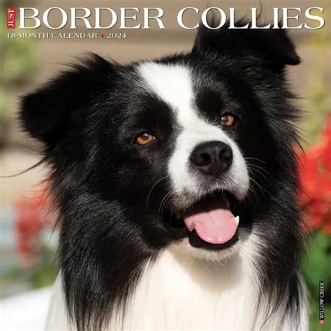 JUSTE BORDURE COLLIES 2024 Calendrier Mural Tout Neuf 32589 EUR