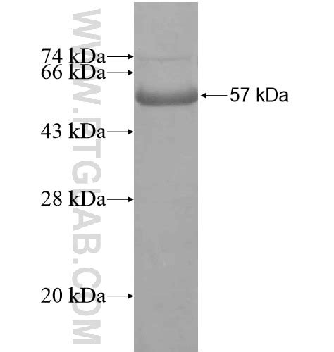 TRIM52 Fusion Protein Ag15064 Proteintech