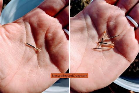 How To Harvest Marigold Seeds Blessed Beyond Crazy