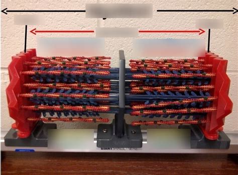 Myofibril Diagram Quizlet