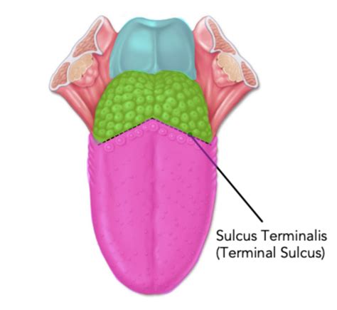 Cranial nerves of the tongue Diagram | Quizlet