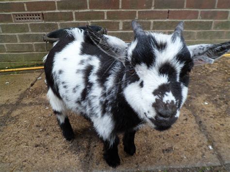 Baby Pygmy Goats Images Thecelebritypix