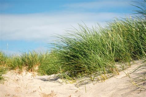 Hierba De Playa Europea En Una Duna De Arena En La Isla De Sylt Foto