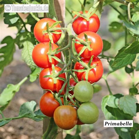 Primabella • Sortenbeschreibung