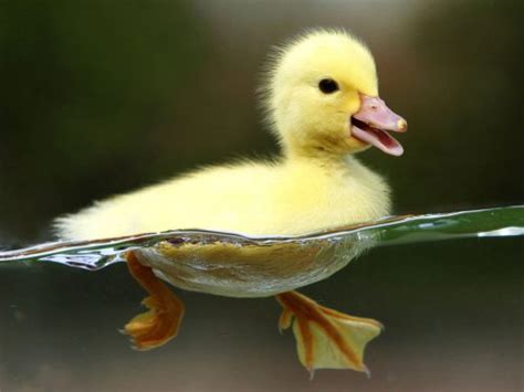 Background Duck Live Wallpaper - EnWallpaper