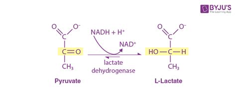 Lactate Dehydrogenase Vs Lactic Acid