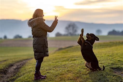 London Dog Behaviourist