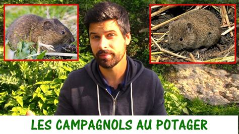 Les Campagnols Rats Taupiers Au Potager Youtube