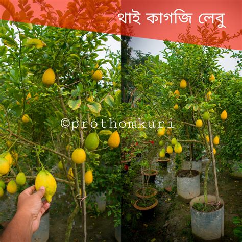 থাই কাগজী লেবু মাতৃকলম চারা Prothomkuri Agro And Nursery