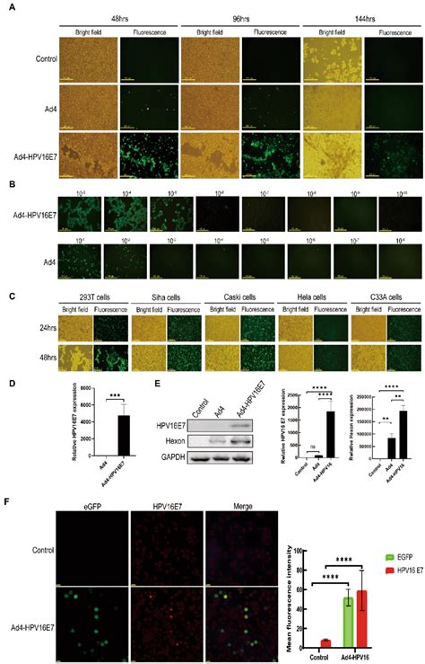 Generation Of The Recombinant Virus Ad4 Hpv16e7 And Evaluation Of The