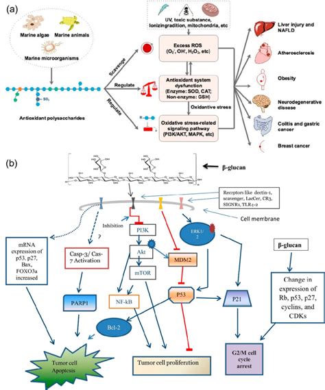 Antioxidant Mechanisms A Overview Of Marine Derived Polysaccharides