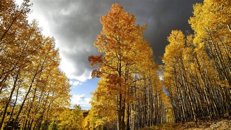 Fall colors in Colorado