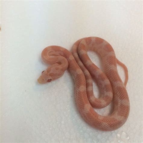 Opal Corn Snakes For Sale Pantherophis Guttata Corn Snakes For Sale