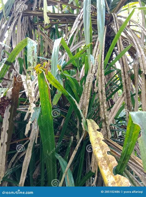 This Is A Photo Of The Thorny Pandanus Leaf Plant Which Is Widely Used