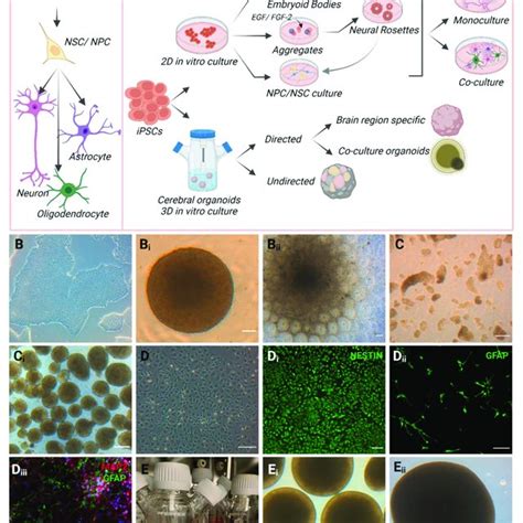 An Overview Of Ipsc Derived D And D In Vitro Model Generation With