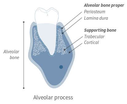 Visual Anatomy 視覚解剖学