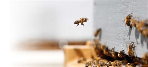 Beekeeping Supplies Kits Course Bobs Beekeeping Supplies