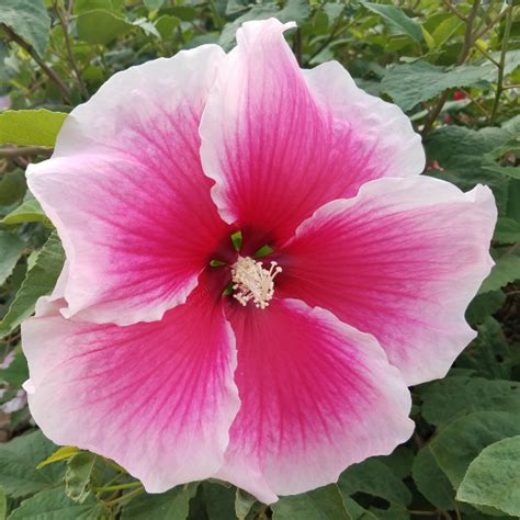 Hibiscus Breeding At The Texas Aandm Agrilife Center Vernon Texas Aandm Agrilife Research And