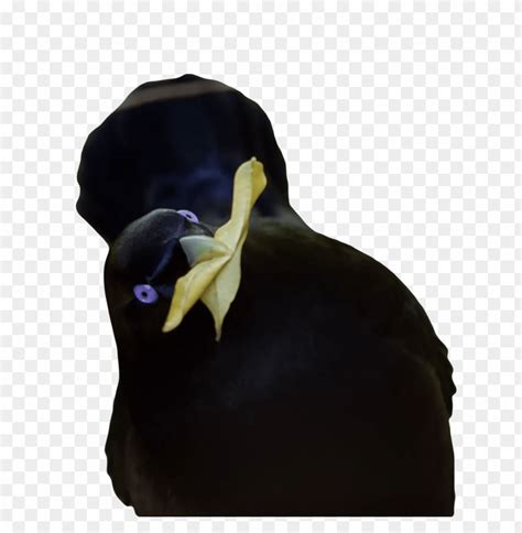 Free Download Hd Png Lemme Smash Yellow Png Transparent With Clear