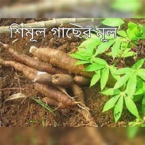 Free Bangladeshi Outdoor Porn Videos Xhamster