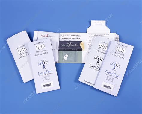 Paternity testing - Stock Image - G345/0023 - Science Photo Library 