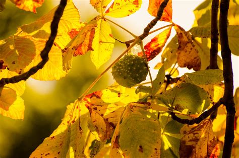 Kostenlose Foto Baum Natur Ast Sonnenlicht Blatt Lebensmittel