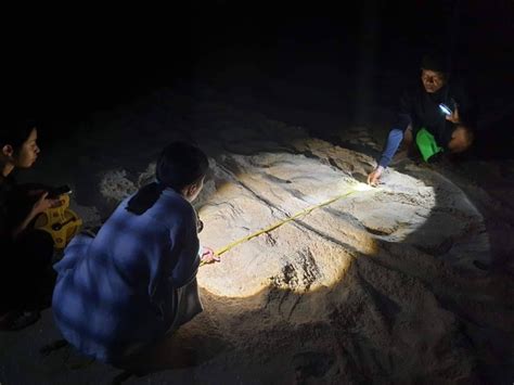 Big Mum Leatherback Lays Eggs At Khao Lampi