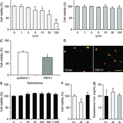 Trpv1 Activation Induced Cell Death In Tm3 Cells A And C Cell